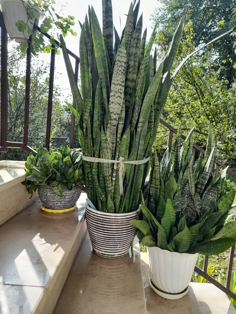 گل سانسوریا|گل و گیاه طبیعی|سیاهکل, |دیوار