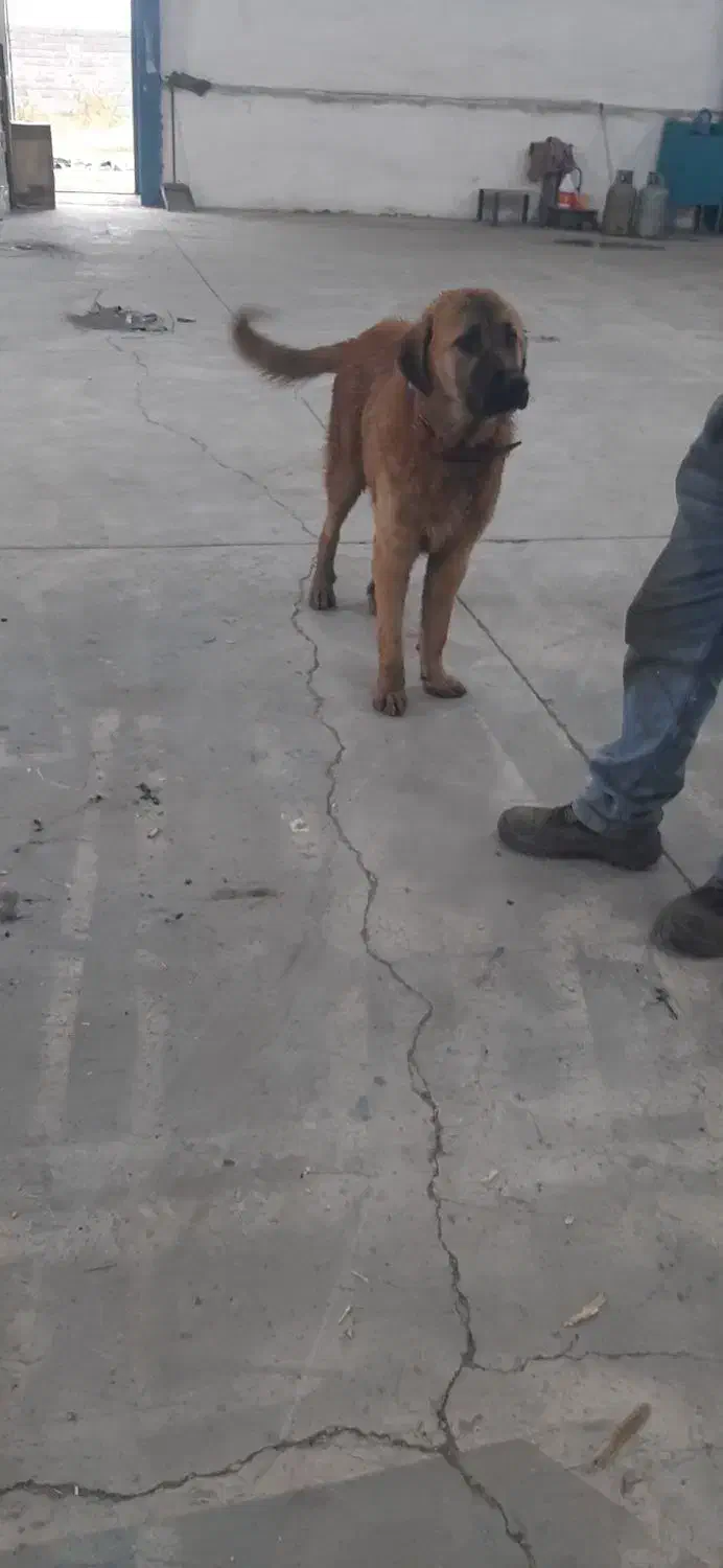 سگ خراسانی نر|سگ|جلین, |دیوار