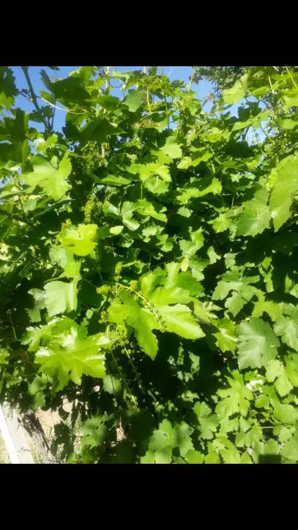 باغچه خیلی زیبا و بارده در روستای جمال آباد ارومیه|فروش دفتر صنعتی، کشاورزی، تجاری|انزل, |دیوار