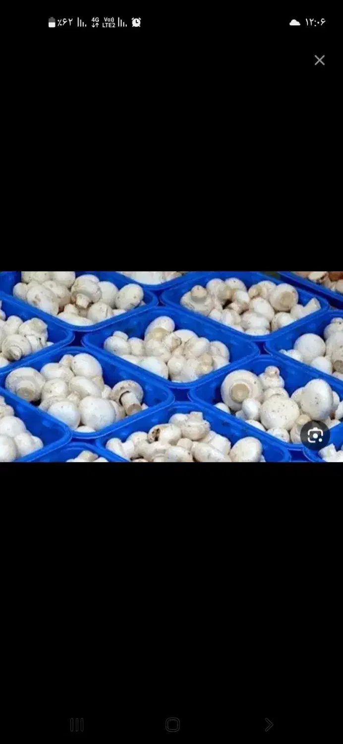 فروش قارچ درجه یک|خوردنی و آشامیدنی|آبیک, |دیوار