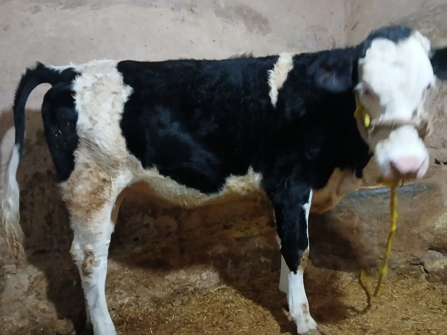 سلام گوساله سمینتال مونت بفروش میرسد|حیوانات مزرعه|سنقر, |دیوار