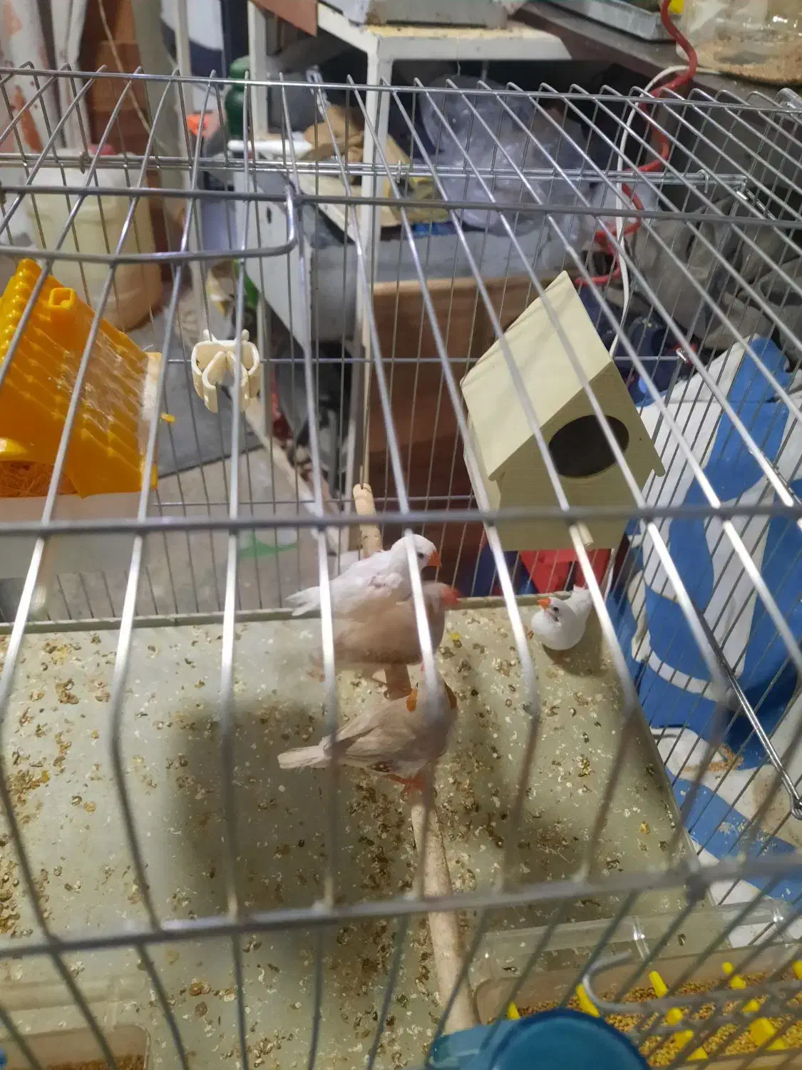 فنج|پرنده|شیراز, فرگاز|دیوار