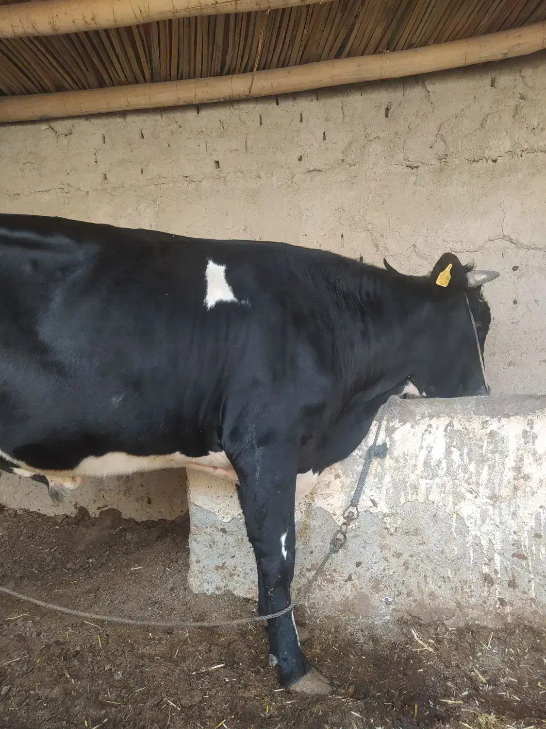 گاو|حیوانات مزرعه|سراوان, |دیوار