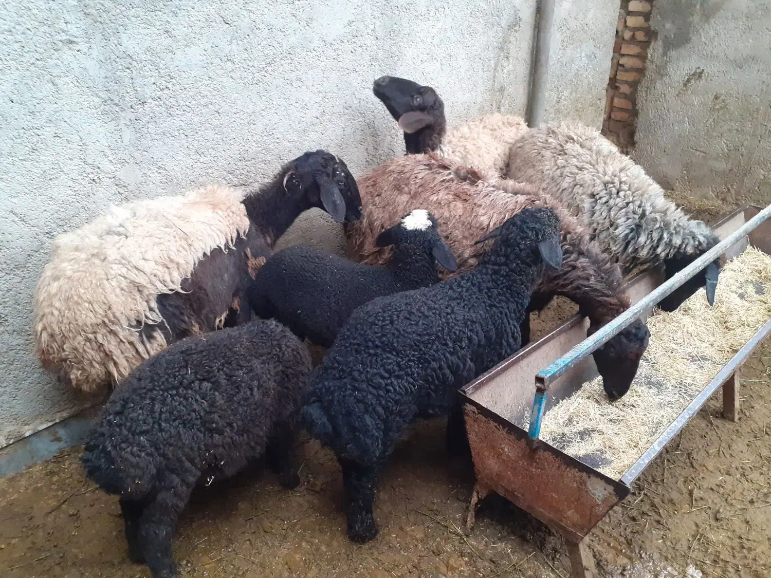 میش و بره|حیوانات مزرعه|جوادآباد, |دیوار