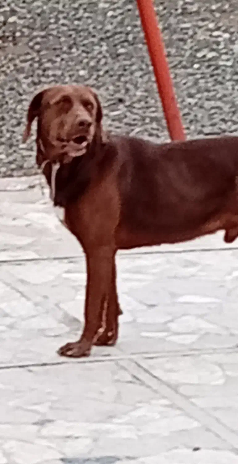 سگ گمشده|حیوانات|کرمانشاه, |دیوار