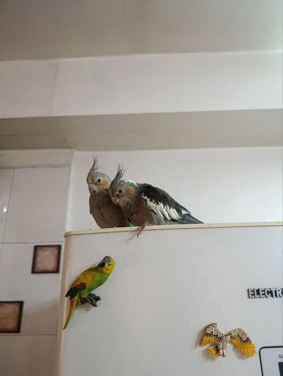 عروس هلندی سه ماهه فروشی|پرنده|پاکدشت, پاکدشت (مامازند)|دیوار