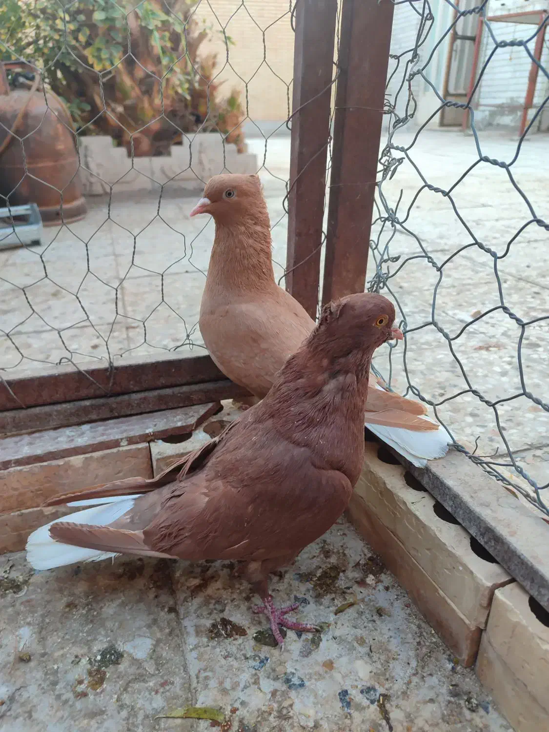 کفتر ملقی|پرنده|رفسنجان, |دیوار