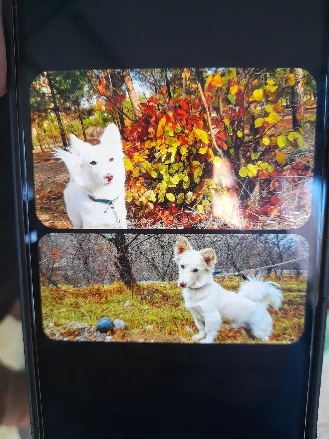 گمشده|حیوانات|نیشابور, فضل|دیوار