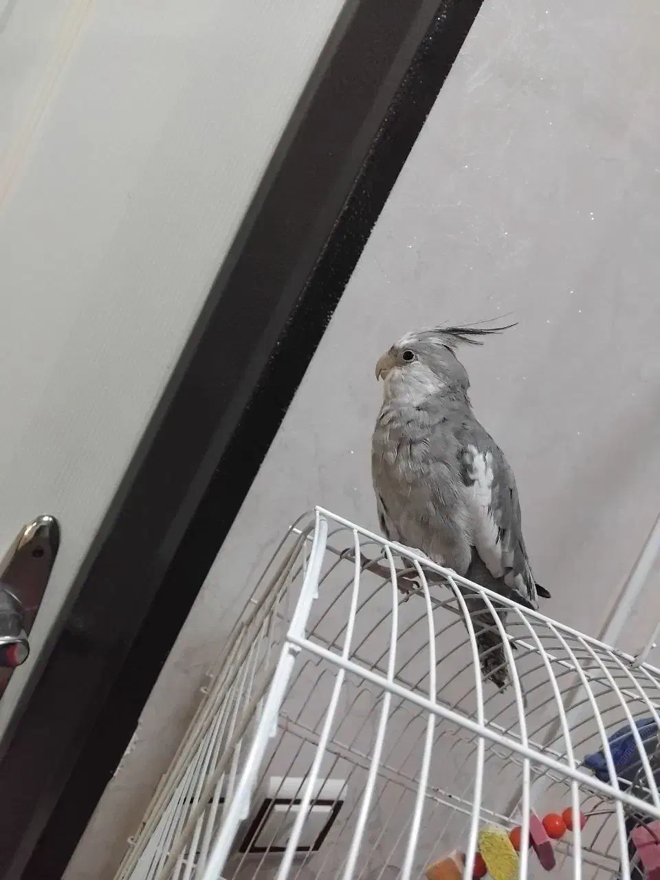 عروس هلندی وایت فیس|پرنده|میاندوآب, |دیوار