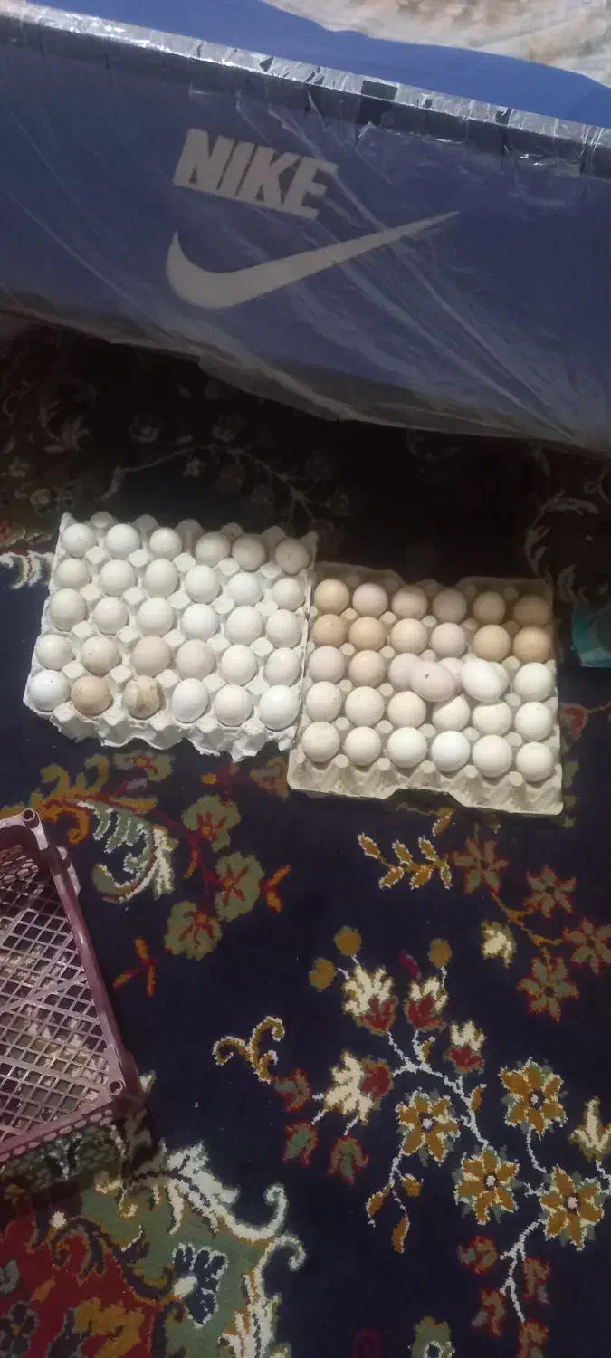 فروش تخم مرغ محلی|خوردنی و آشامیدنی|توکهور, |دیوار