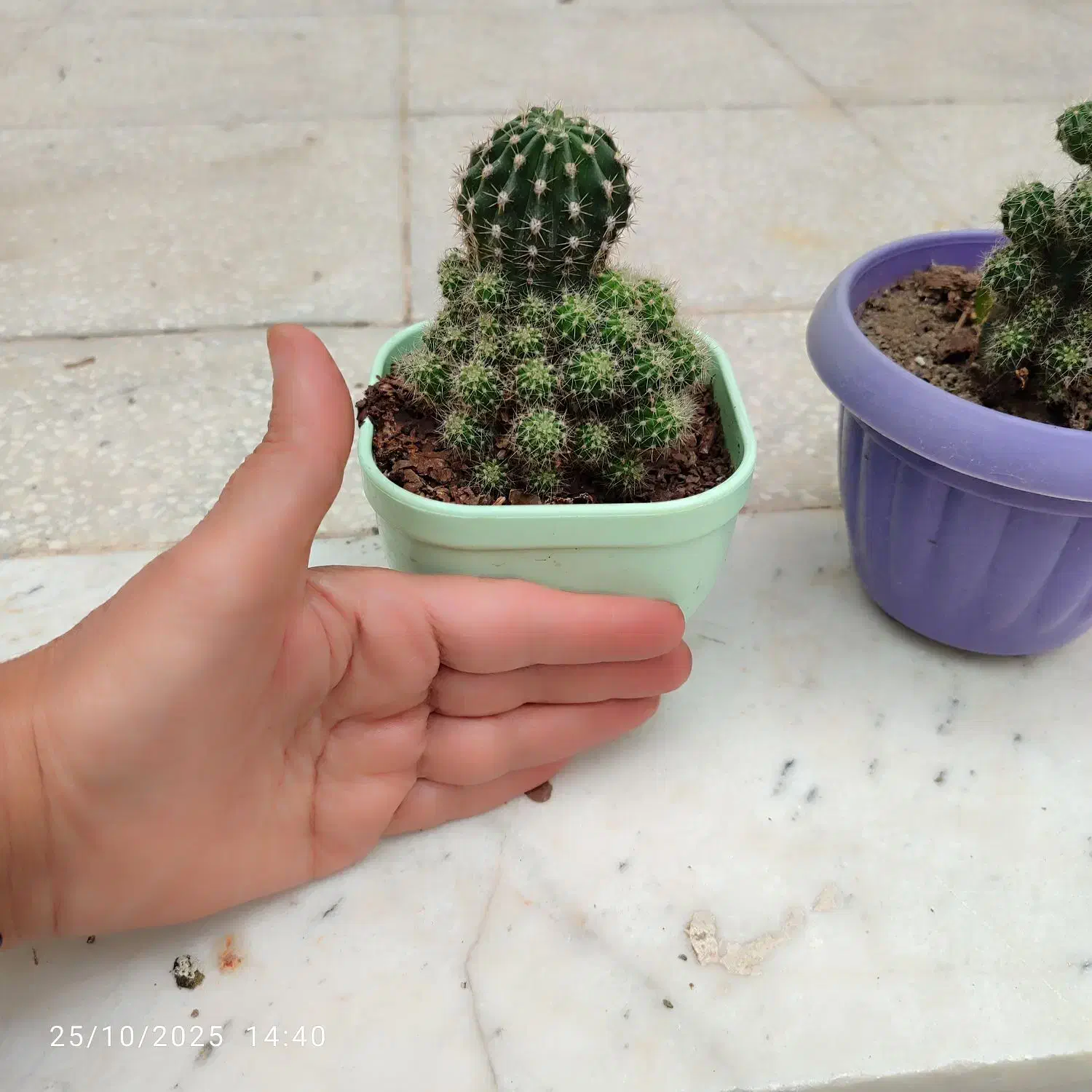 گل کاکتوس پرا پاجوش|گل و گیاه طبیعی|سبزوار, هویزه|دیوار