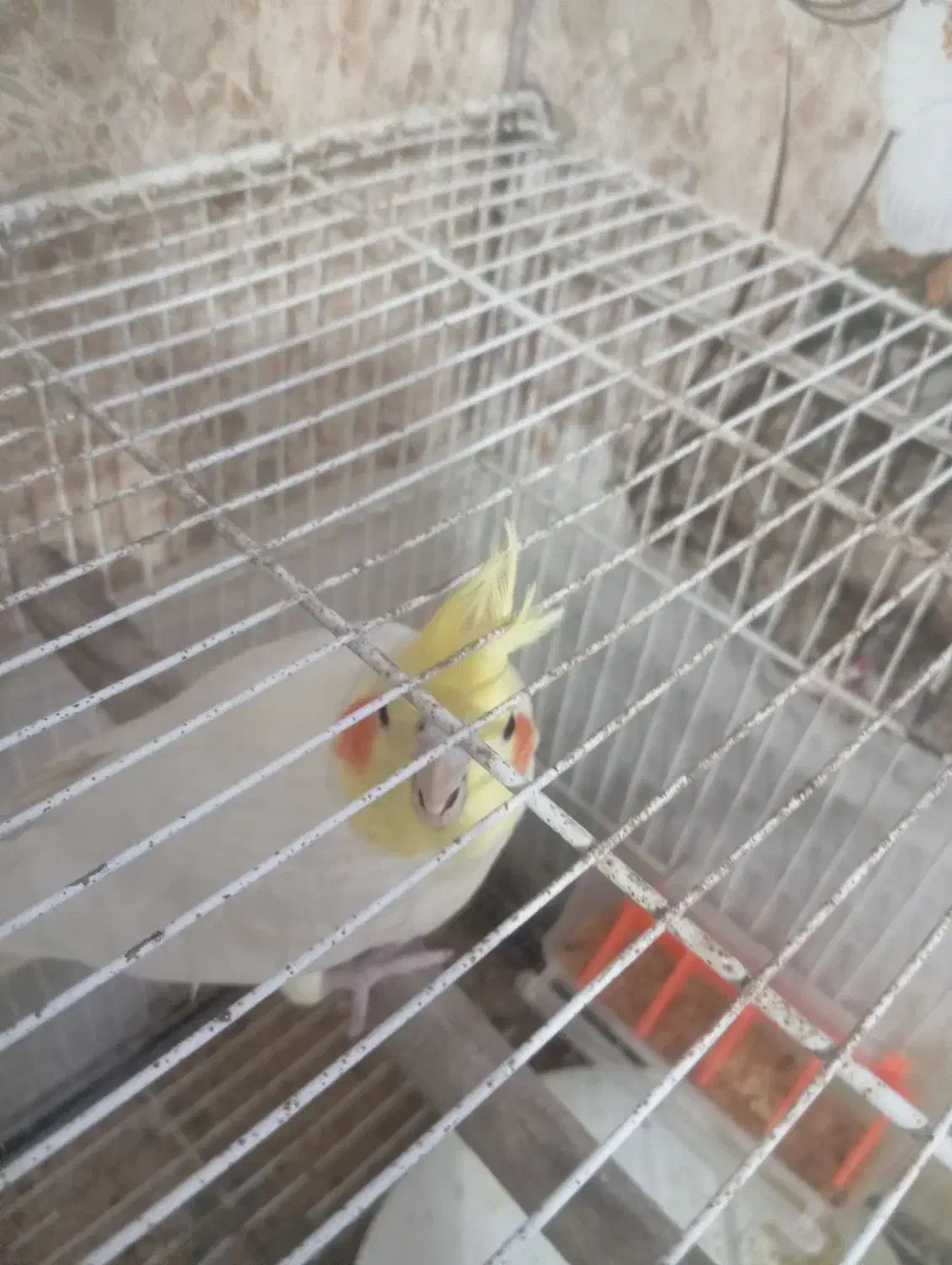 فروش جفت عروس هلندی|پرنده|بومهن, |دیوار