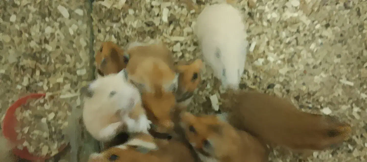 فروش همستر کمپل|موش و خرگوش|علی‌آباد کتول, |دیوار