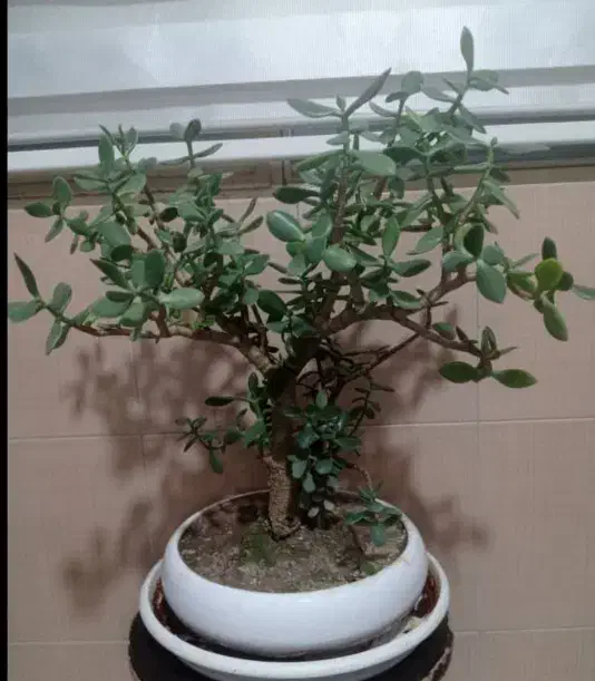 گل بنسای|گل و گیاه طبیعی|باقرشهر, |دیوار