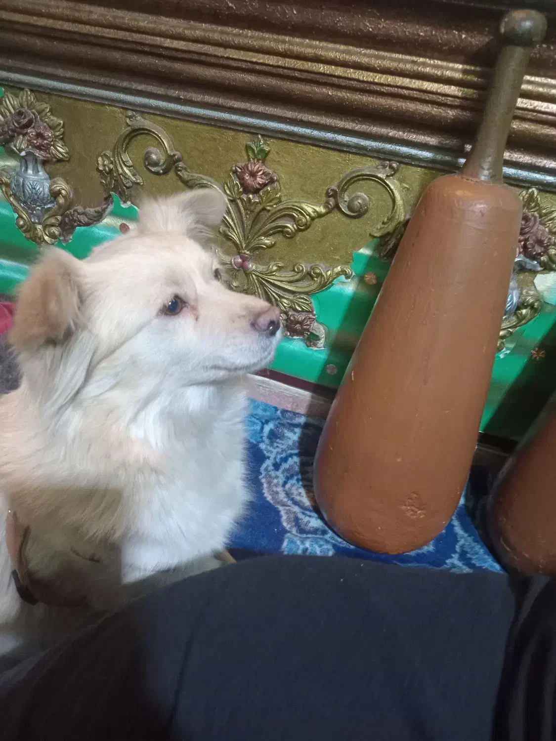 پیدا شده|حیوانات|چهاردانگه (تهران), |دیوار