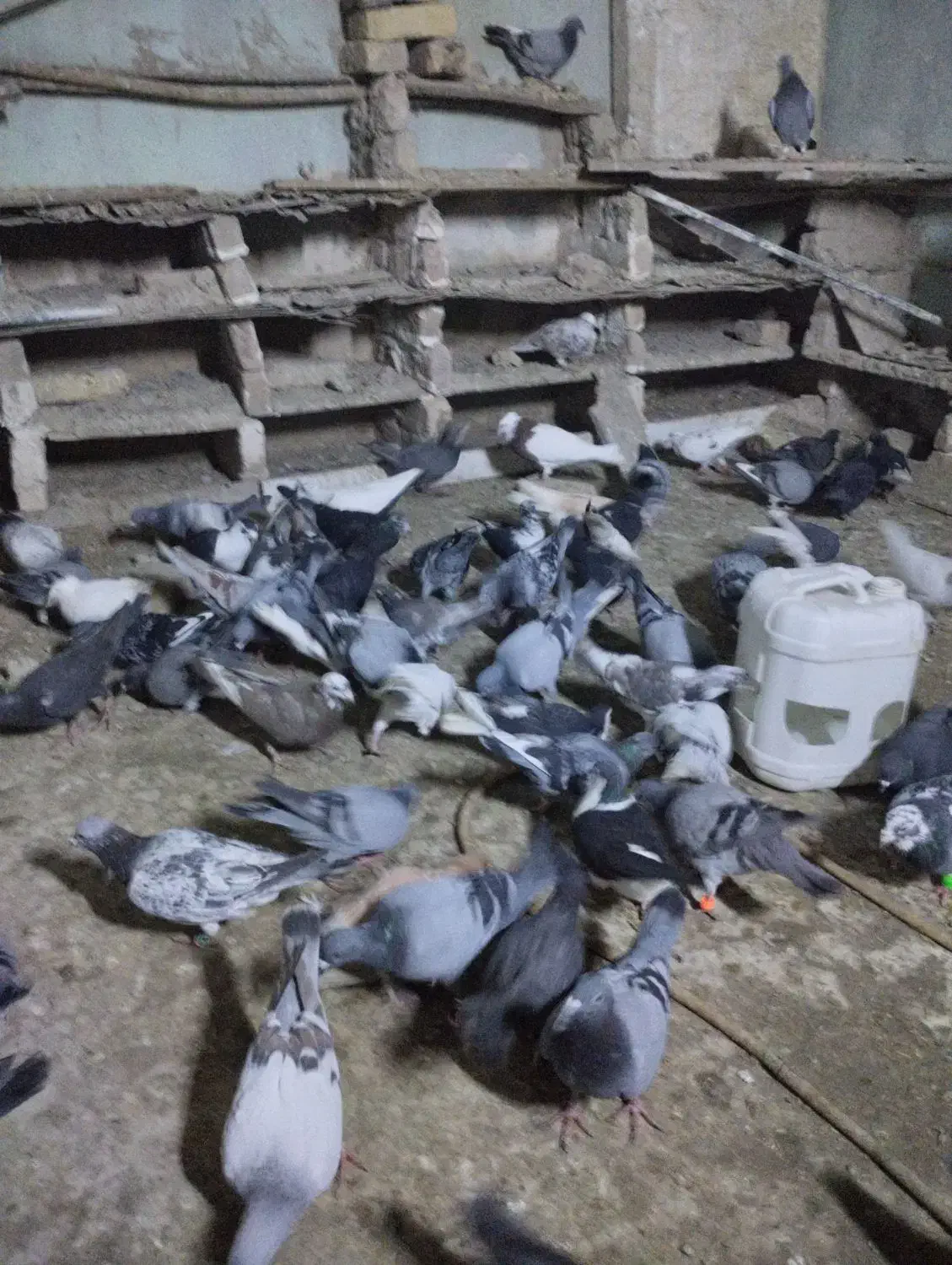 کبوتر رنگه آلمانی سار سرور ابلغ کله سینه|پرنده|چناران, |دیوار