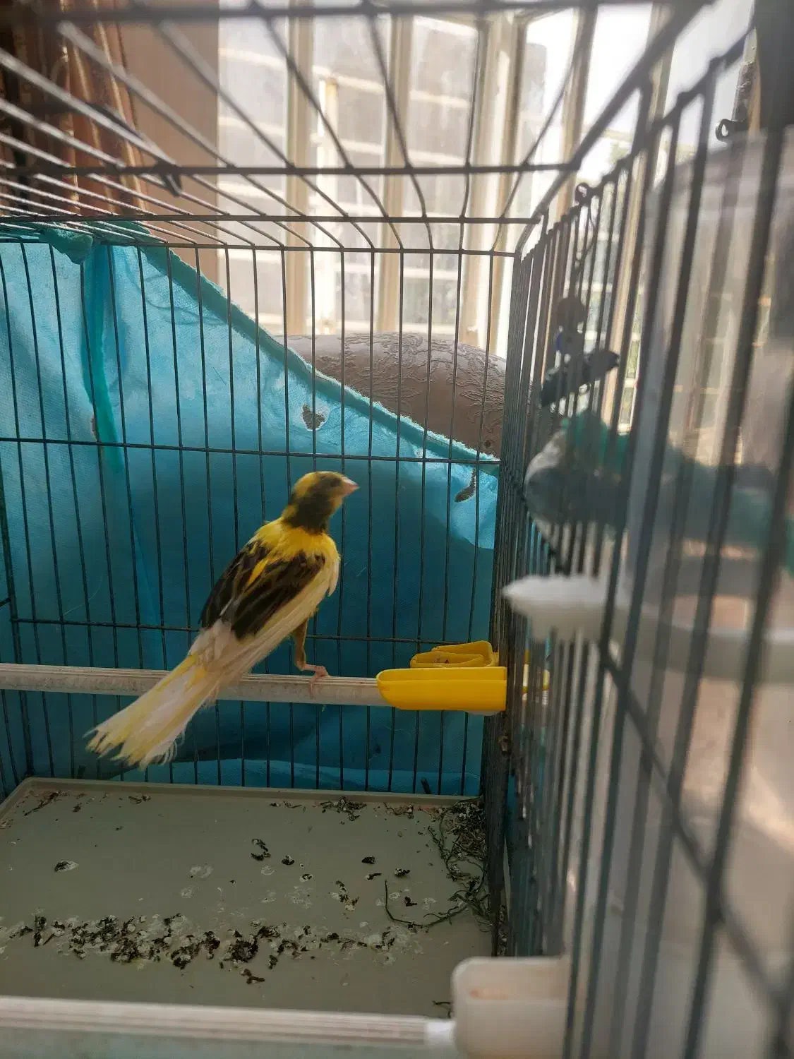 پرنده قناری مست|پرنده|شیراز, درکی|دیوار