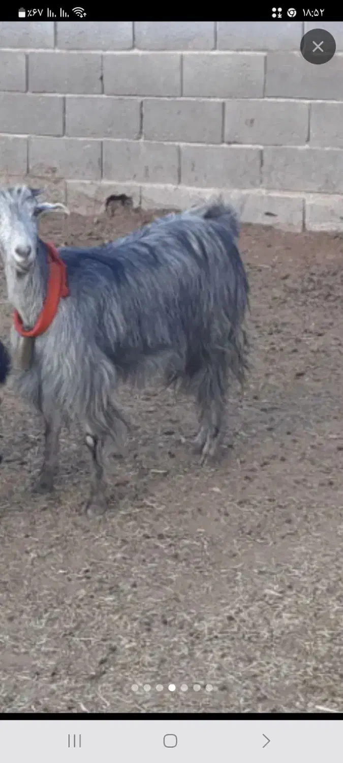 بز(تیر بز )|حیوانات مزرعه|دورود, |دیوار