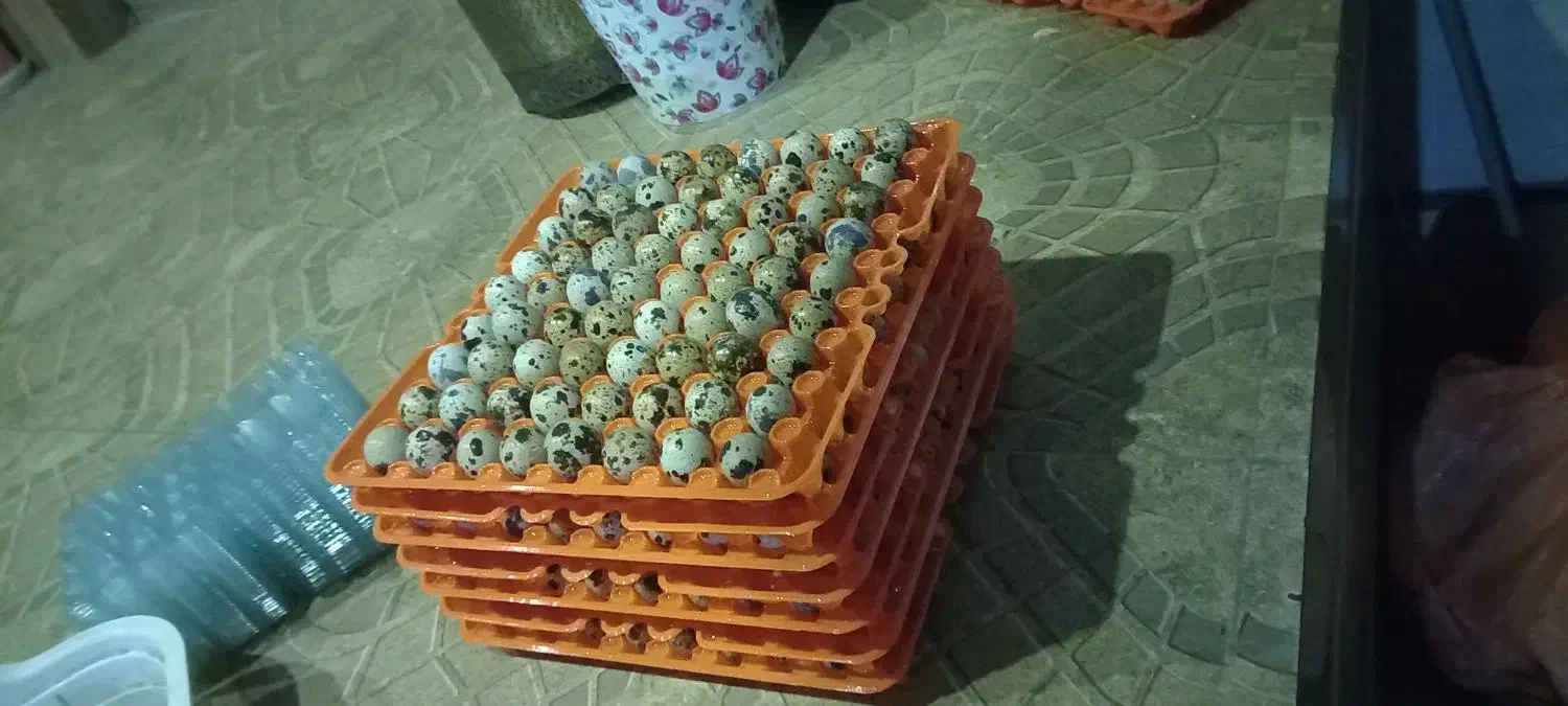 تخم نطفه دار بلدرچین|حیوانات مزرعه|خمام, |دیوار