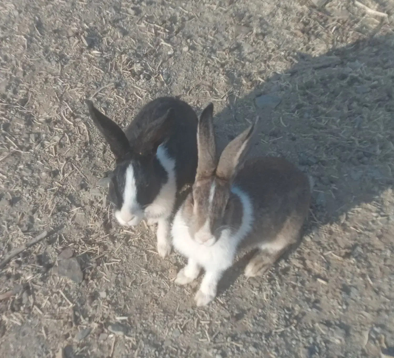 خرگوش ۱۶عدد|موش و خرگوش|سنندج, |دیوار