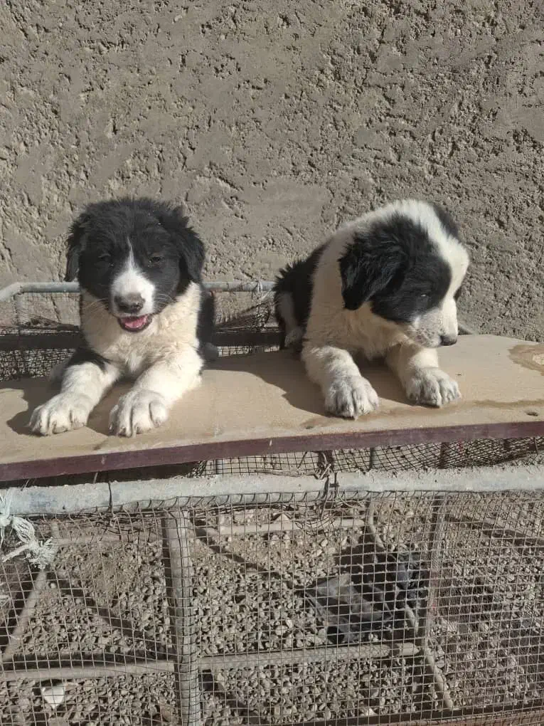 توله دوماهه. قدرجونی. گله ای .جونوری|سگ|ابریشم, |دیوار