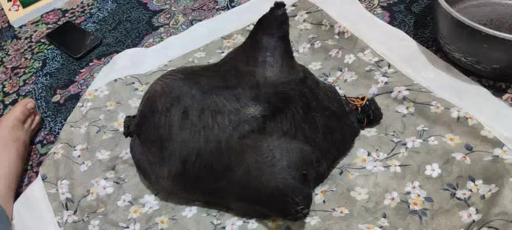 روغن حیوانی|خوردنی و آشامیدنی|اندیمشک, |دیوار