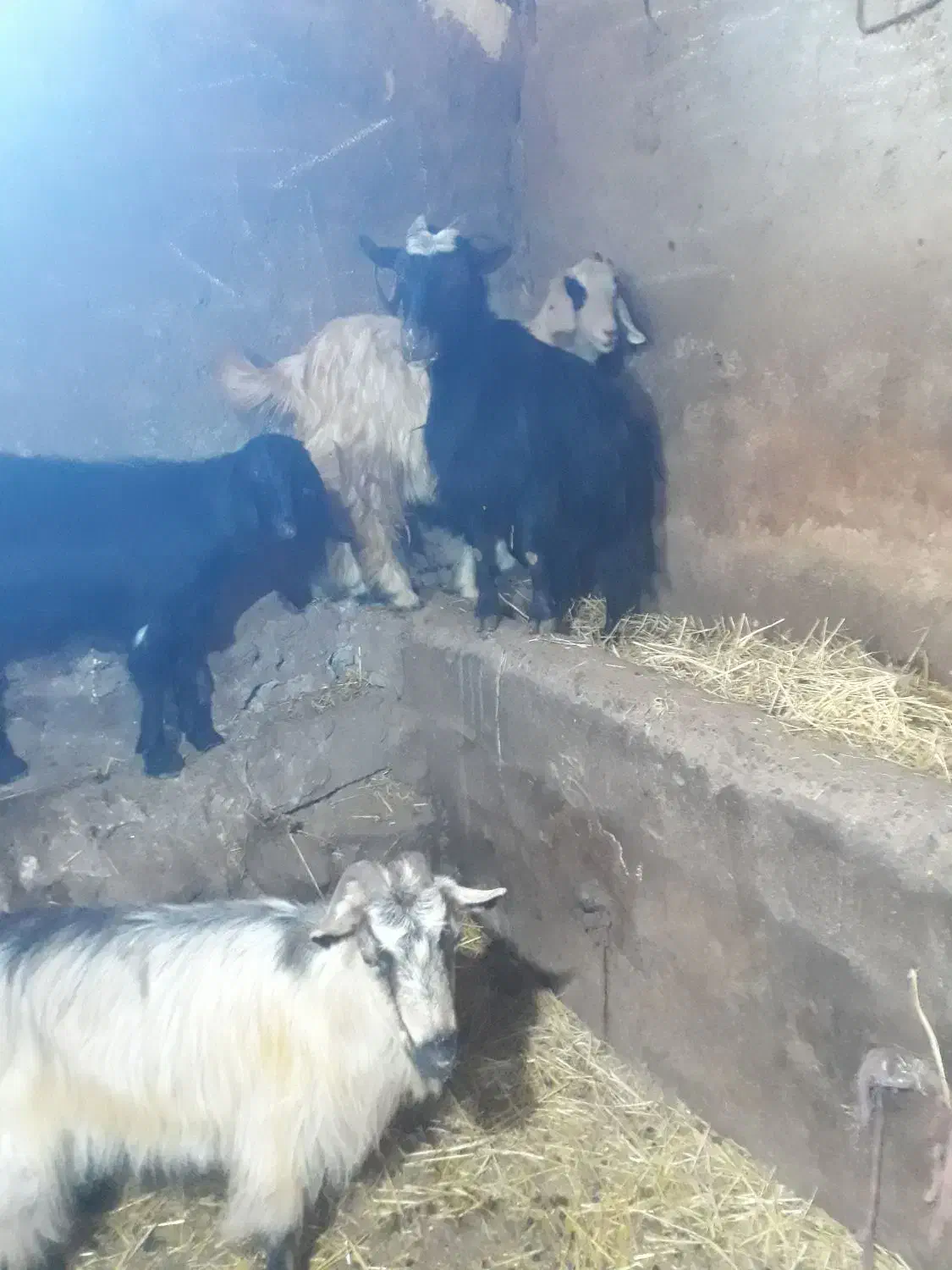 بز بزغاله بره|حیوانات مزرعه|هیر, |دیوار