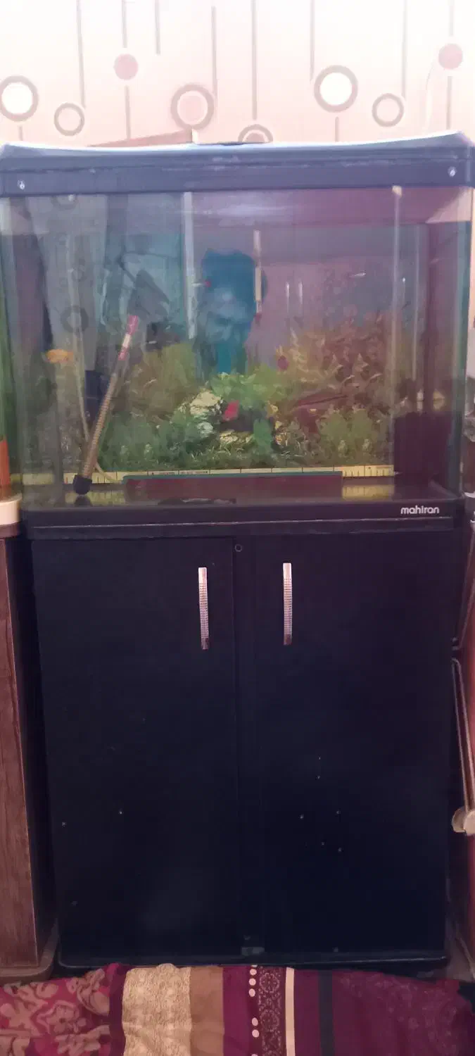 ۲ عدد آکواریوم با میز و ماهی ها|ماهی|تبریز, |دیوار