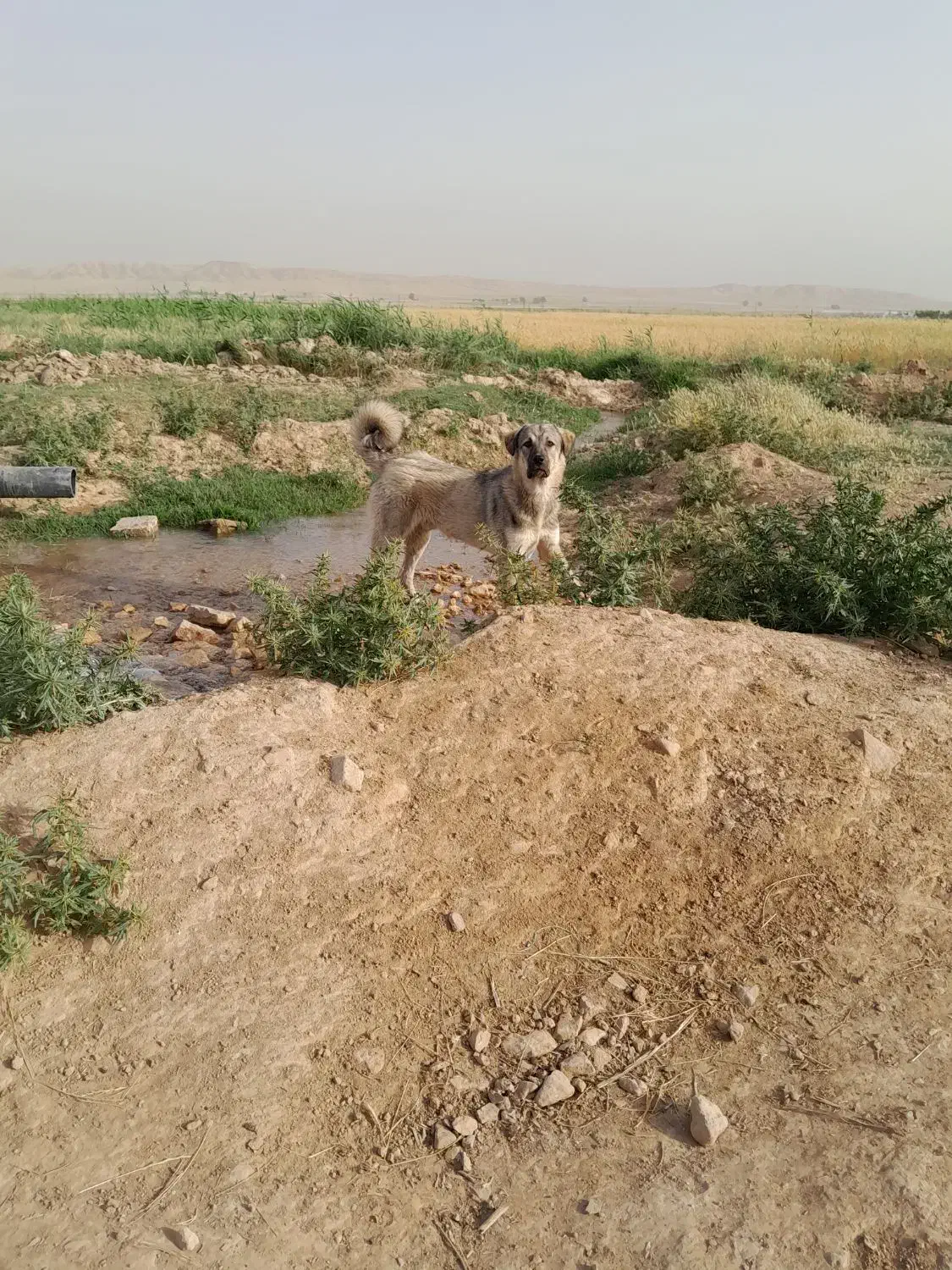 سگ پژدر|سگ|سملقان, |دیوار