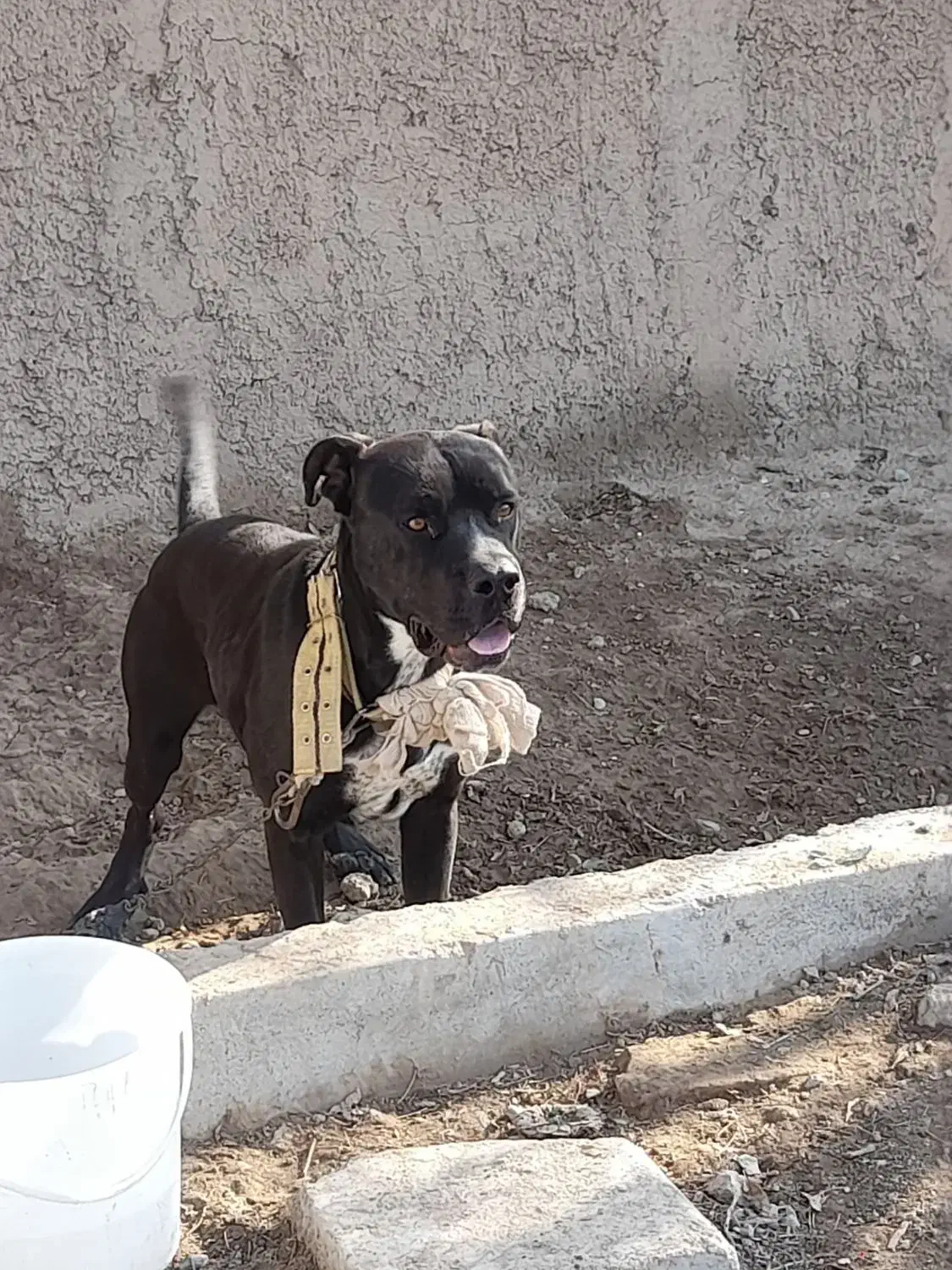 سگ پیت بول رودفایر|سگ|رباط‌کریم, شترخوار|دیوار