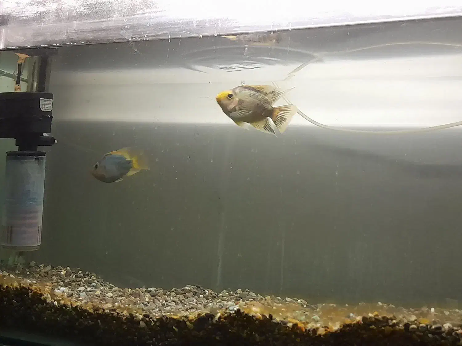 ماهی پرد|ماهی|رباط‌کریم, رباط‌کریم|دیوار