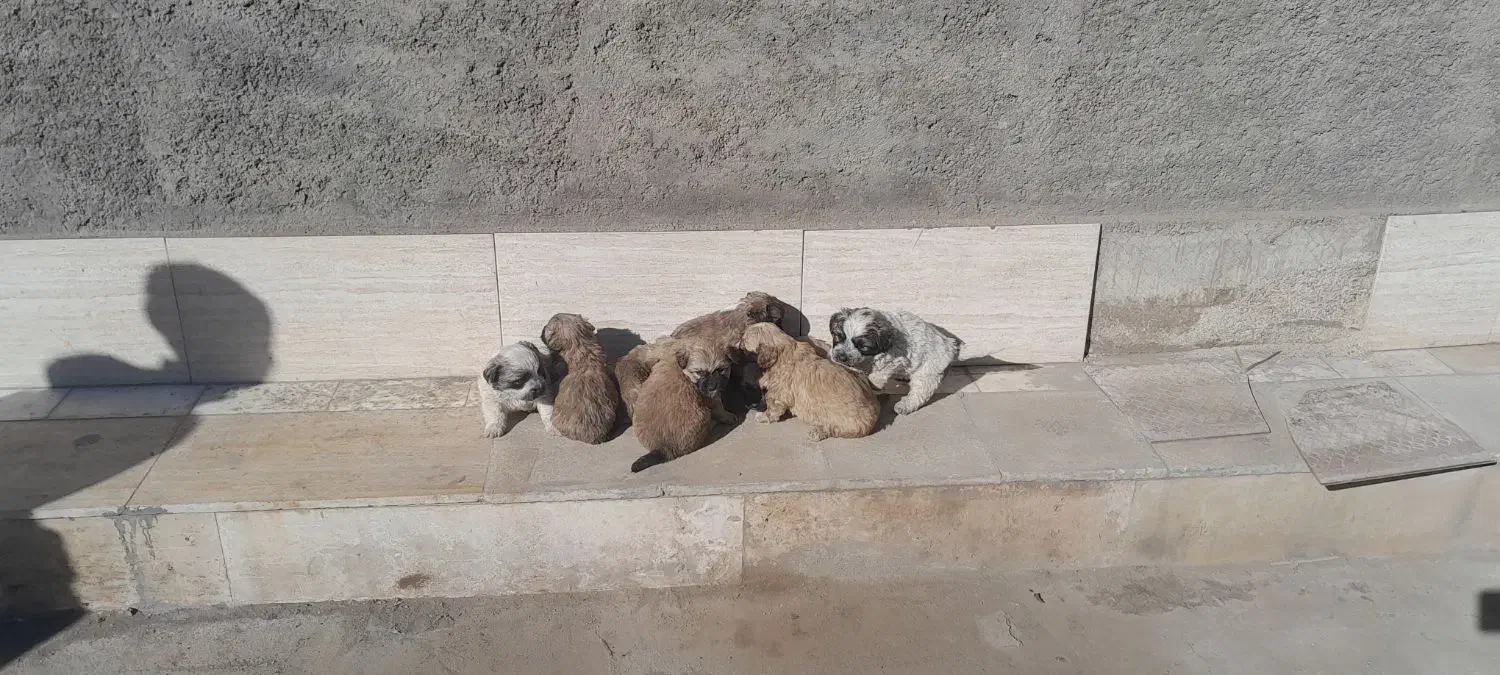 واگذاری سگ|سگ|شهر ری, فیروزآبادی|دیوار