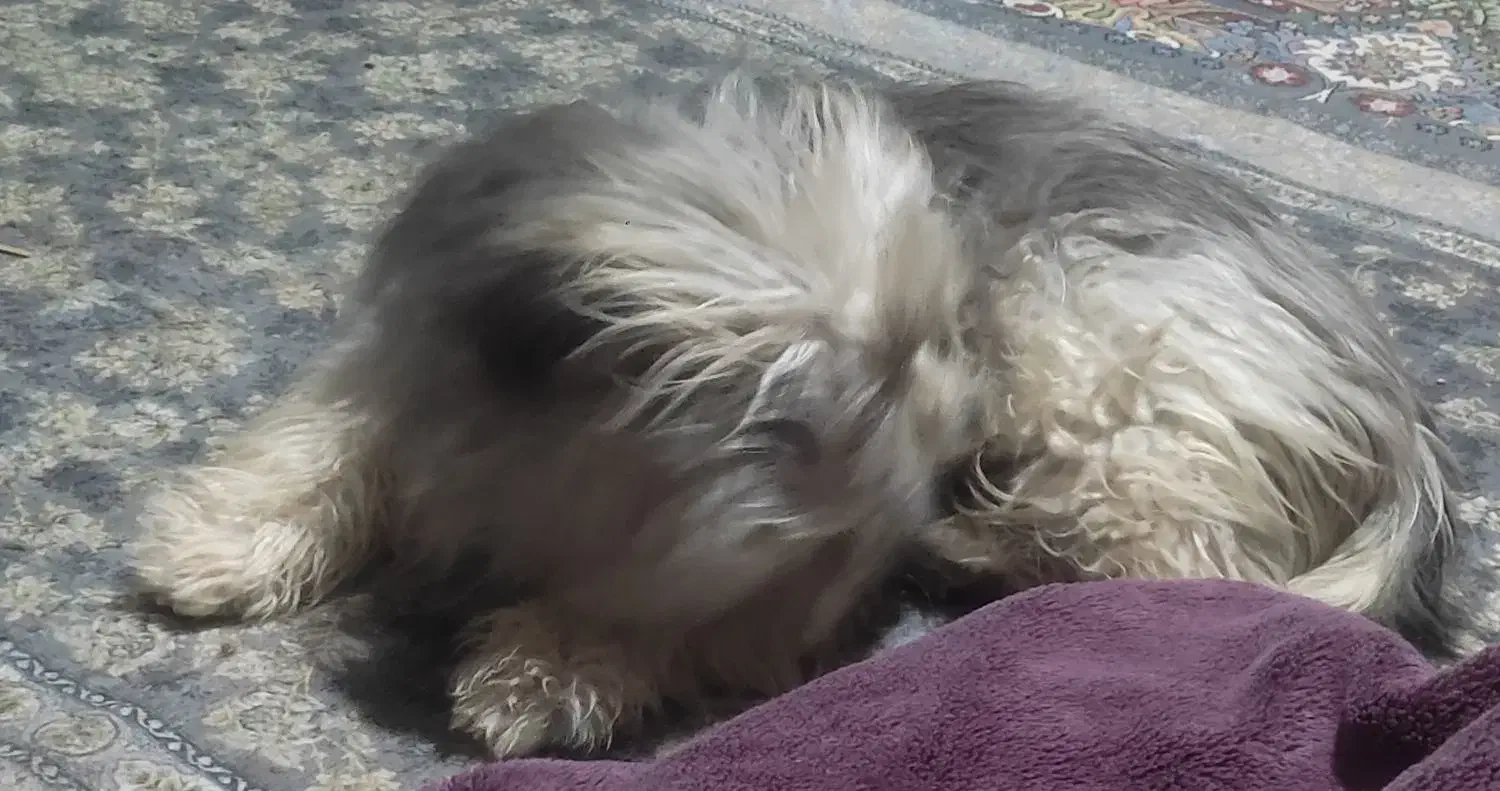 سگ نژاد شیتزو|سگ|سیرجان, |دیوار