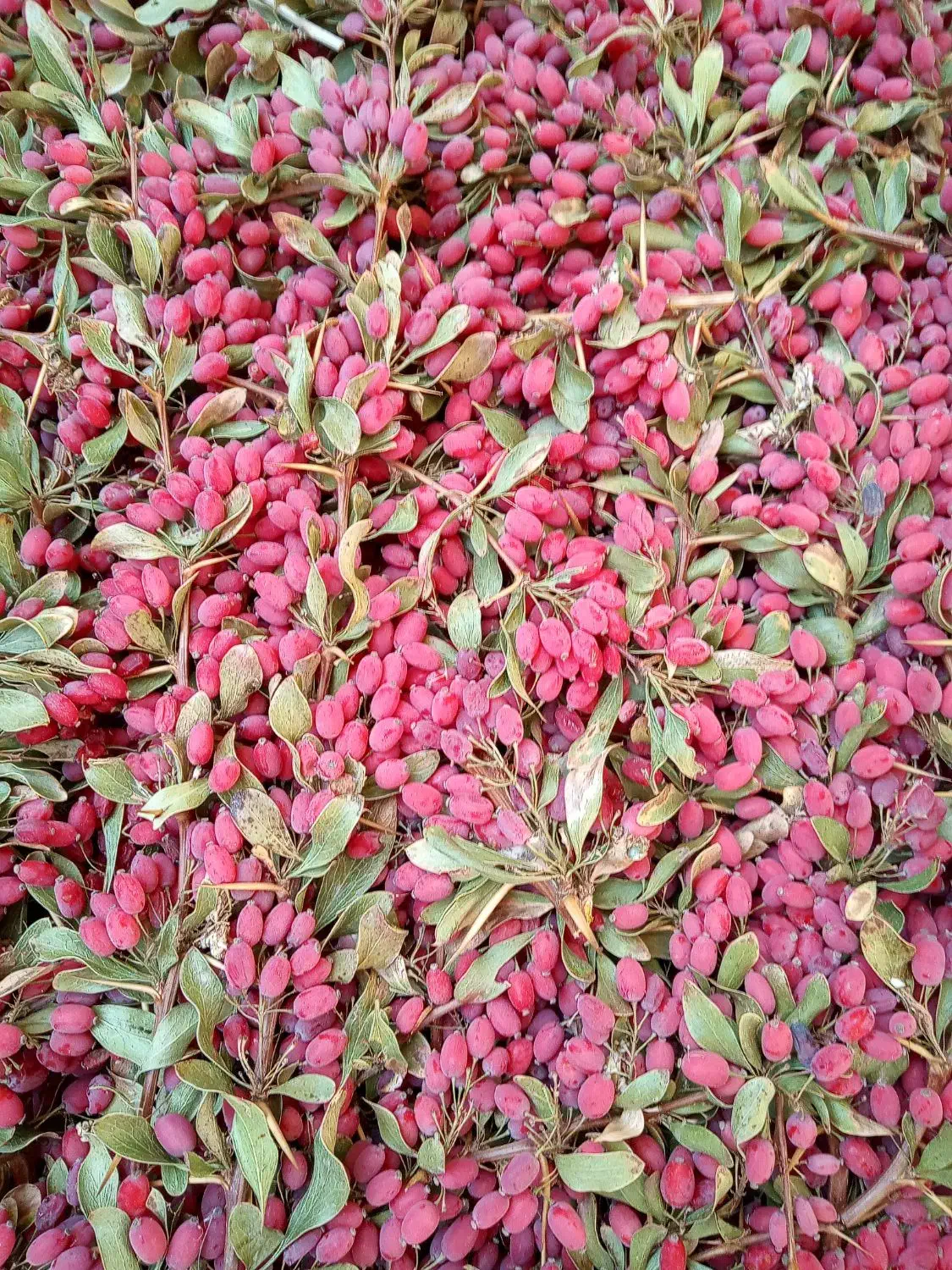 زرشک تازه عمده وکیلویی|خوردنی و آشامیدنی|مشهد, نیزه|دیوار