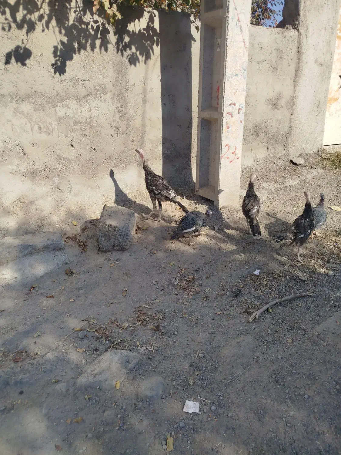 بوقلمون گوشتی|حیوانات مزرعه|مشگین شهر, |دیوار