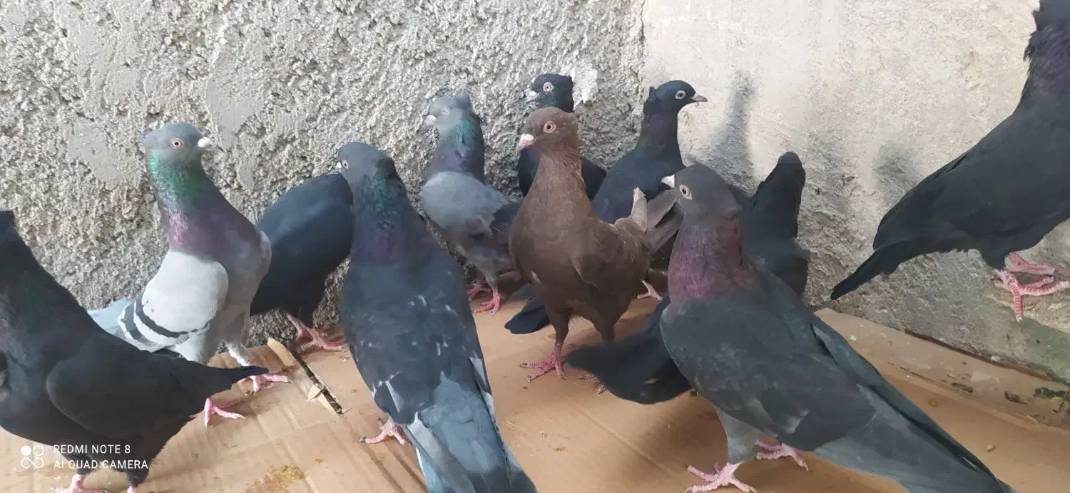 12 کبوتر سیاه و سبز و زرد|پرنده|خورموج, |دیوار