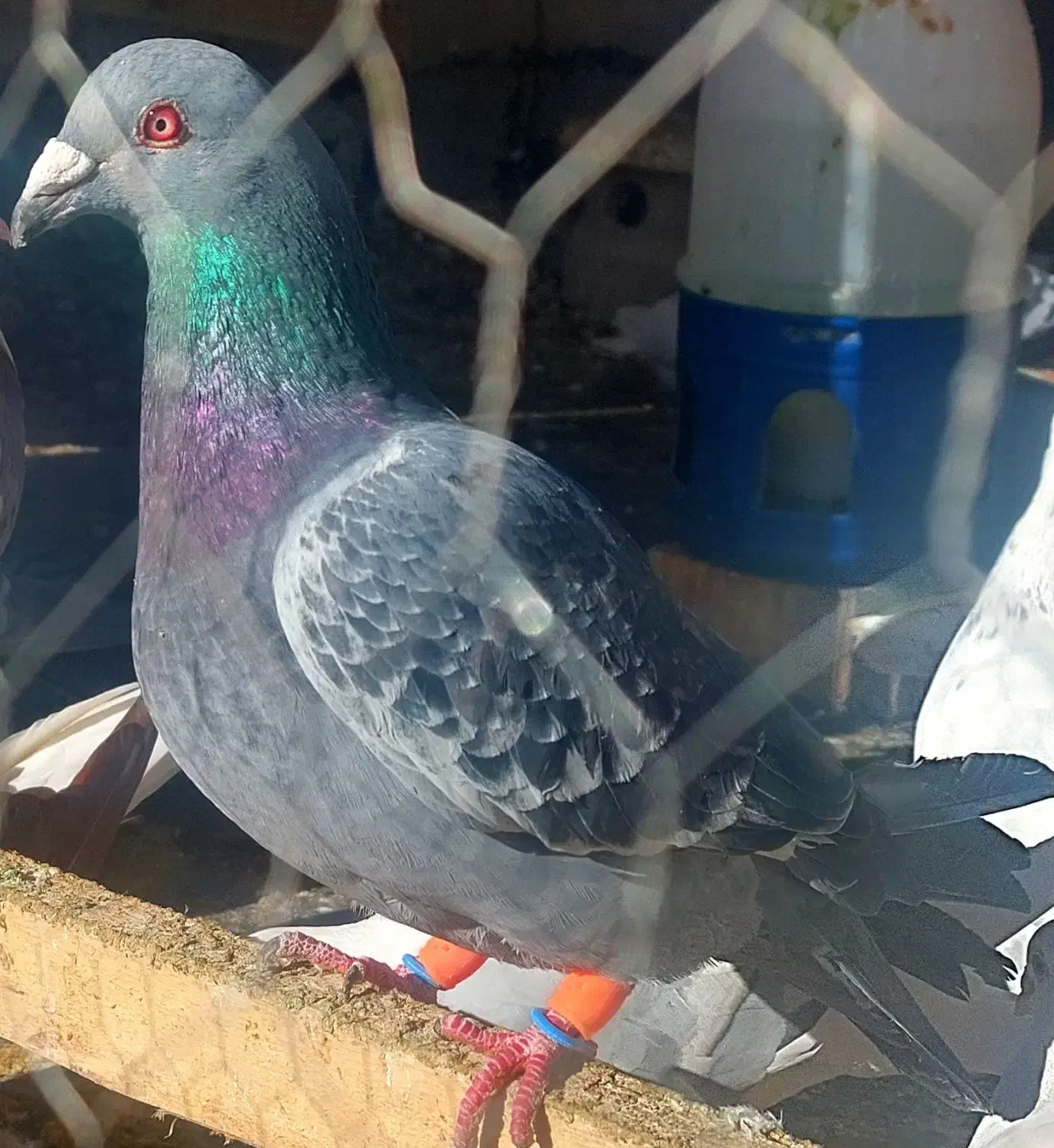 عروس سرلاکی گرینچیک کبوتر|پرنده|آباده, |دیوار