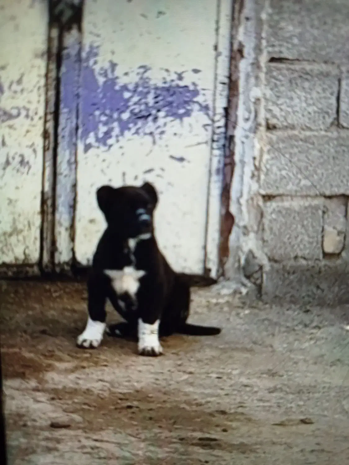 گوراز|سگ|زرندیه, |دیوار