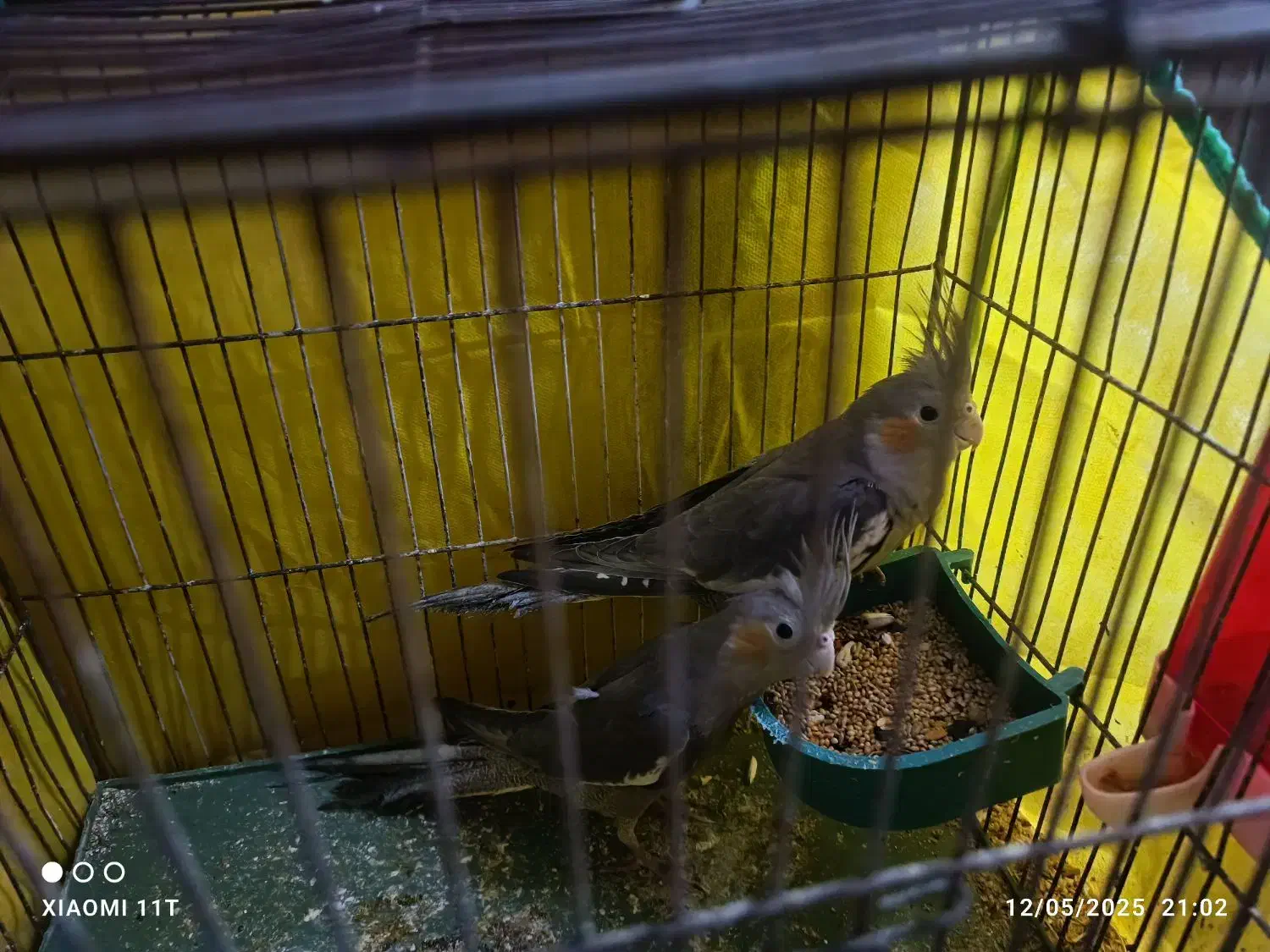 جوجه عروس هلندی 8 ماهه|پرنده|بم, |دیوار