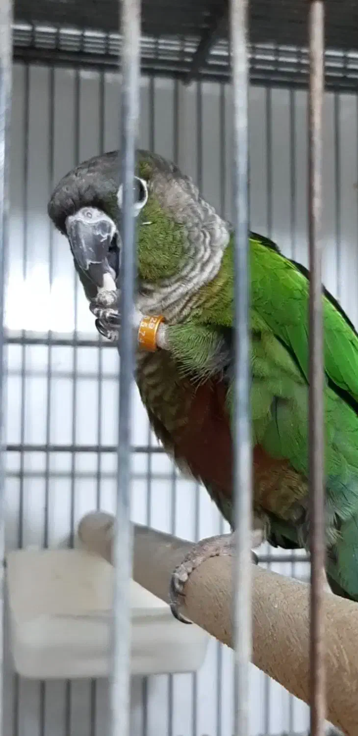 گرینچیک نرمال بالغ نیمه رام|پرنده|فردیس, منظریه|دیوار