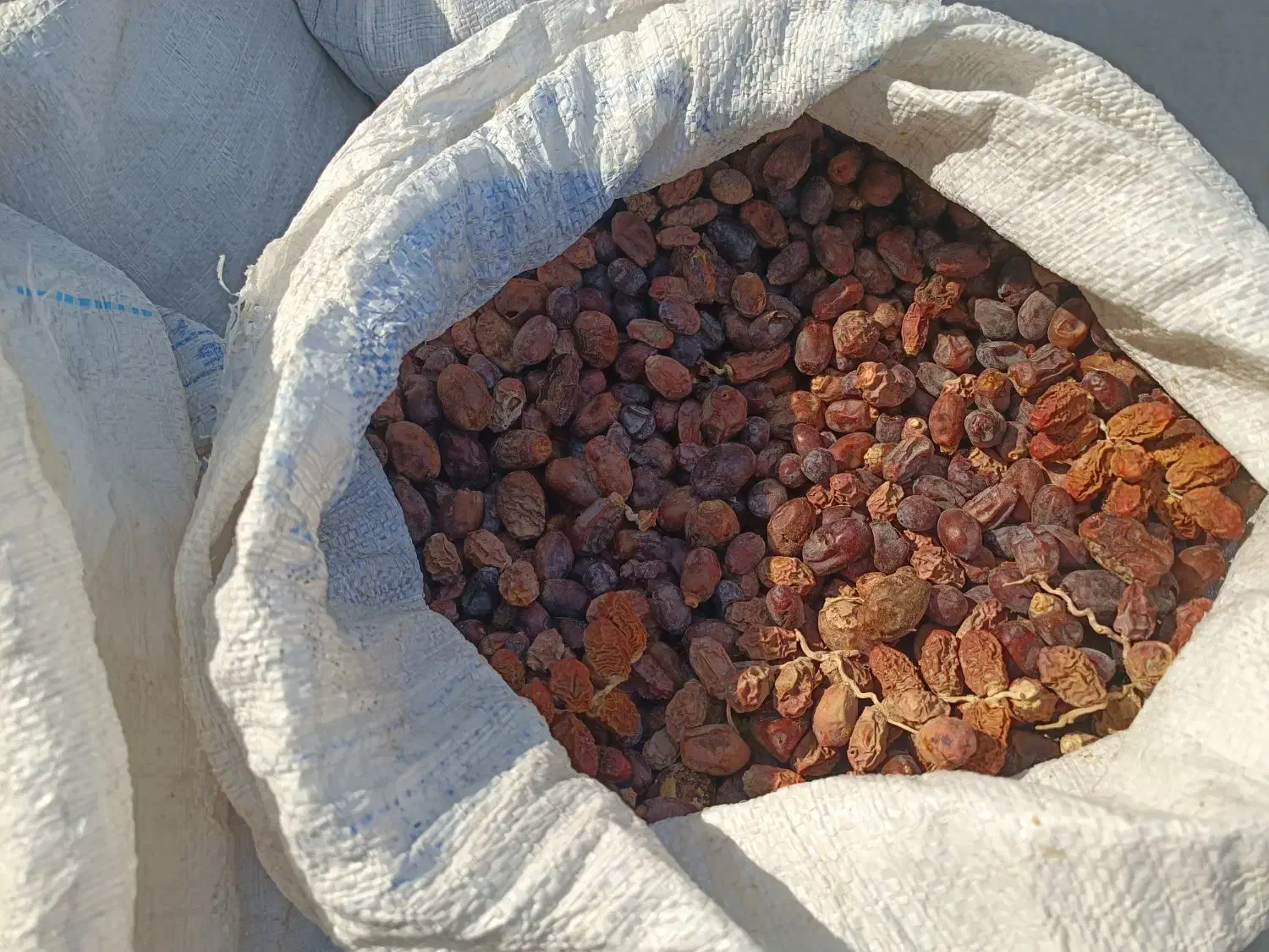 ضایعات خرما برای دام کنگا|لوازم جانبی حیوانات|کاکی, |دیوار