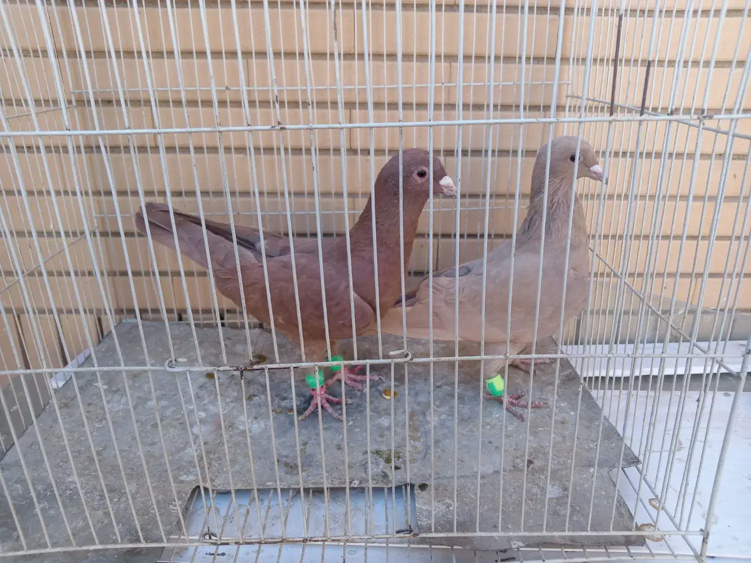 زرد و سرخ کرمونی و زاغ دمسفید|پرنده|تربت‌حیدریه, منصوریه|دیوار