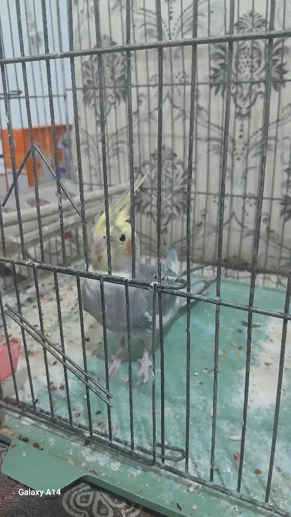 عروس هلندی مولد|پرنده|دورود, |دیوار