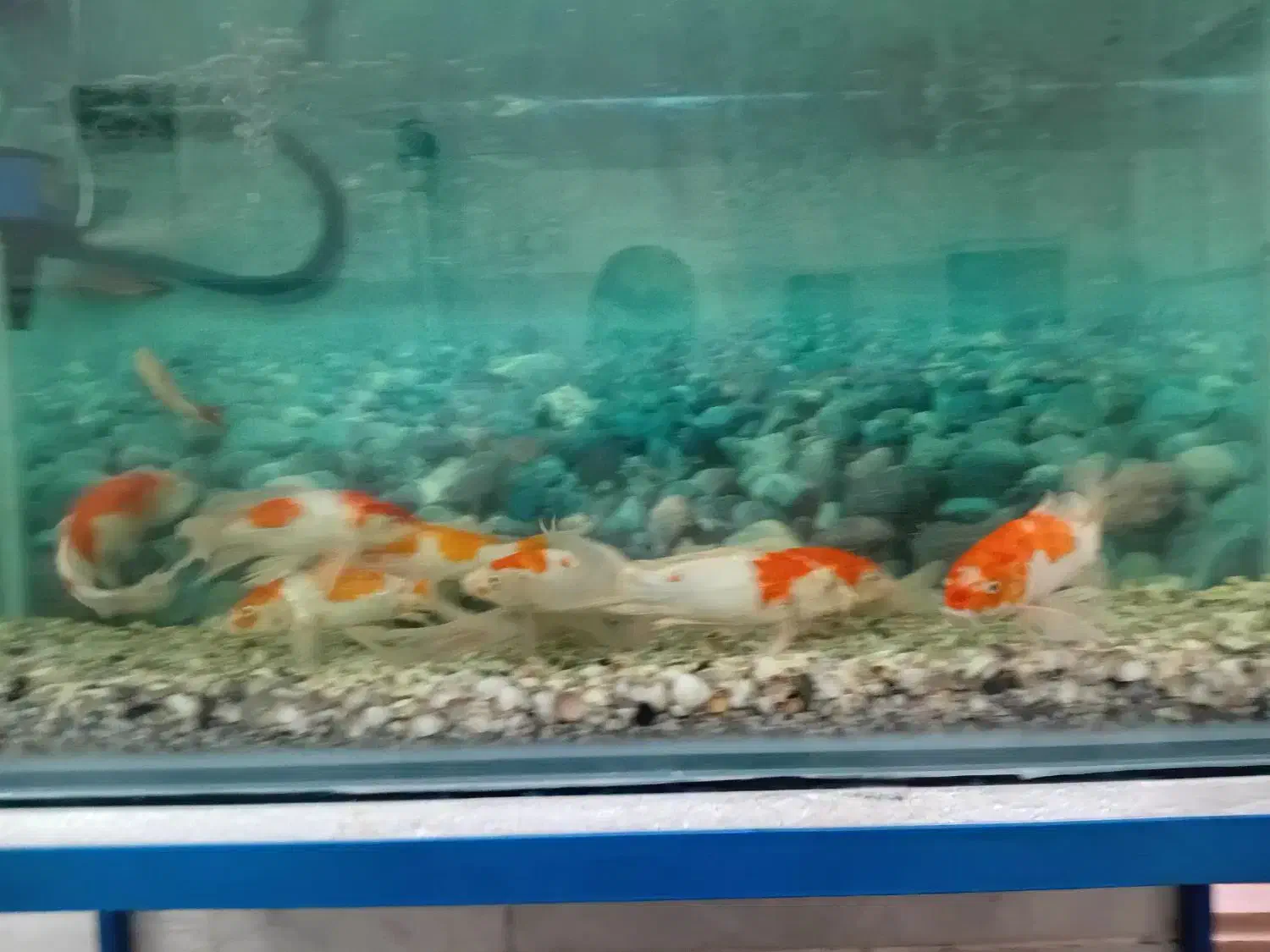 ۱۰ عدد ماهی کوی نژاد کوآکو دونه ایی ۱ میلیون|ماهی|میبد, |دیوار