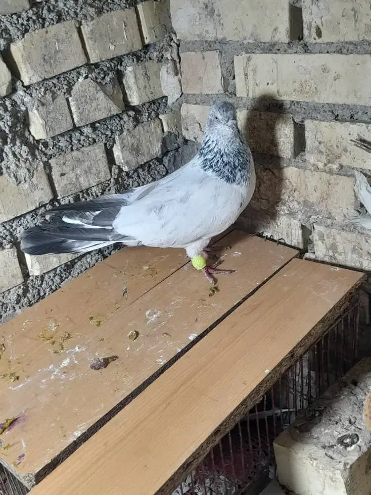 شیخی وپلاکی|پرنده|رامشیر, |دیوار