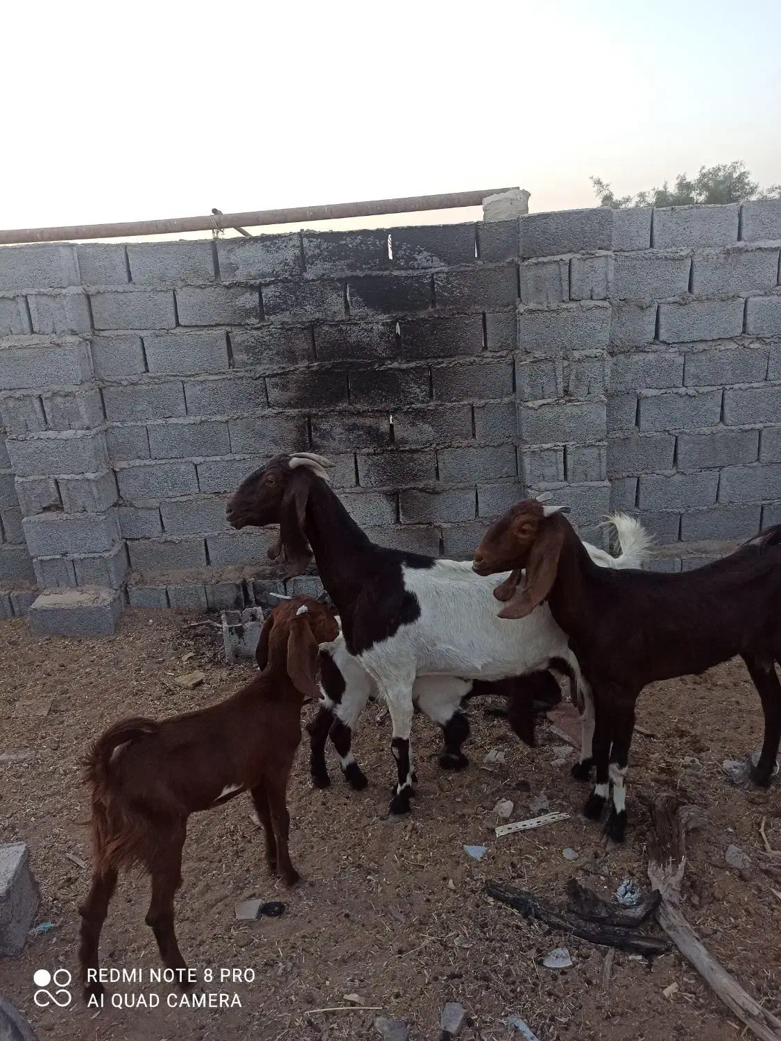 بز مطفل|حیوانات مزرعه|خرمشهر, |دیوار