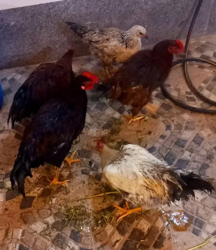 خروس گلپایگان|حیوانات مزرعه|گرمسار, |دیوار