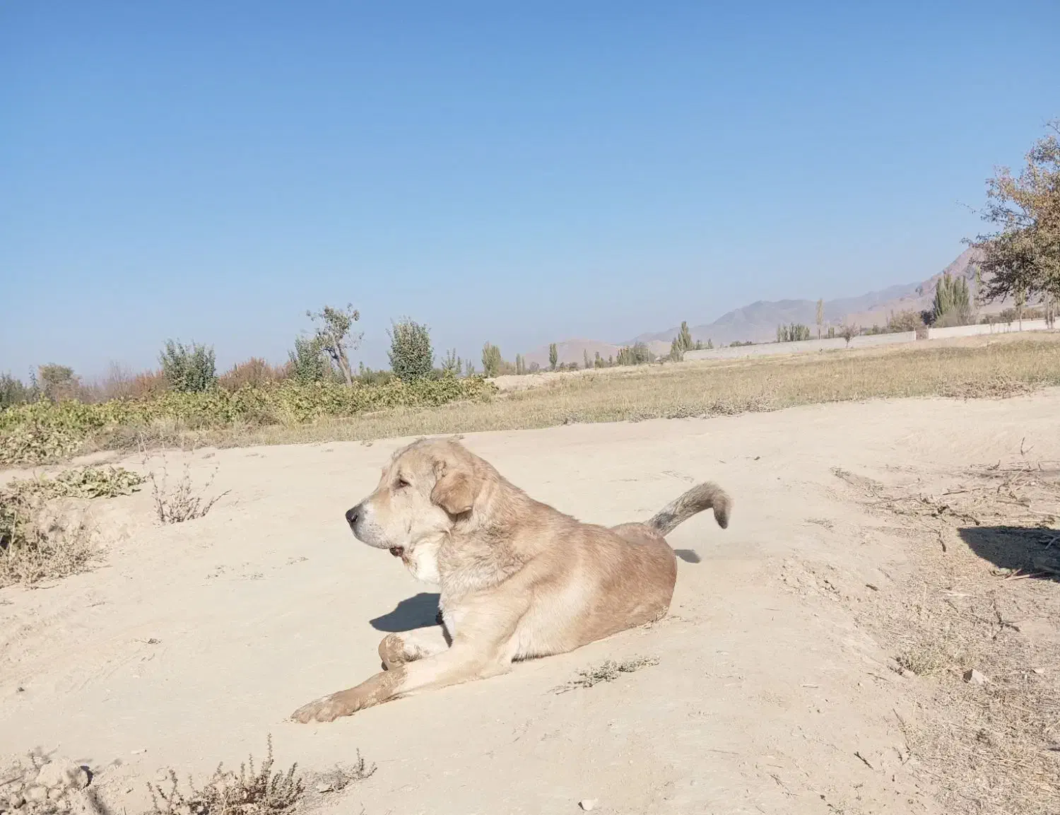 سگ پژدر عراقی|سگ|قره چای, |دیوار