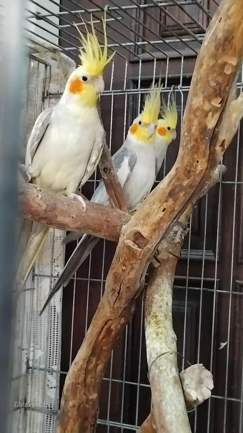 مرغ عروس فروشی|پرنده|کاشان, فاز ۱ ناجی آباد|دیوار