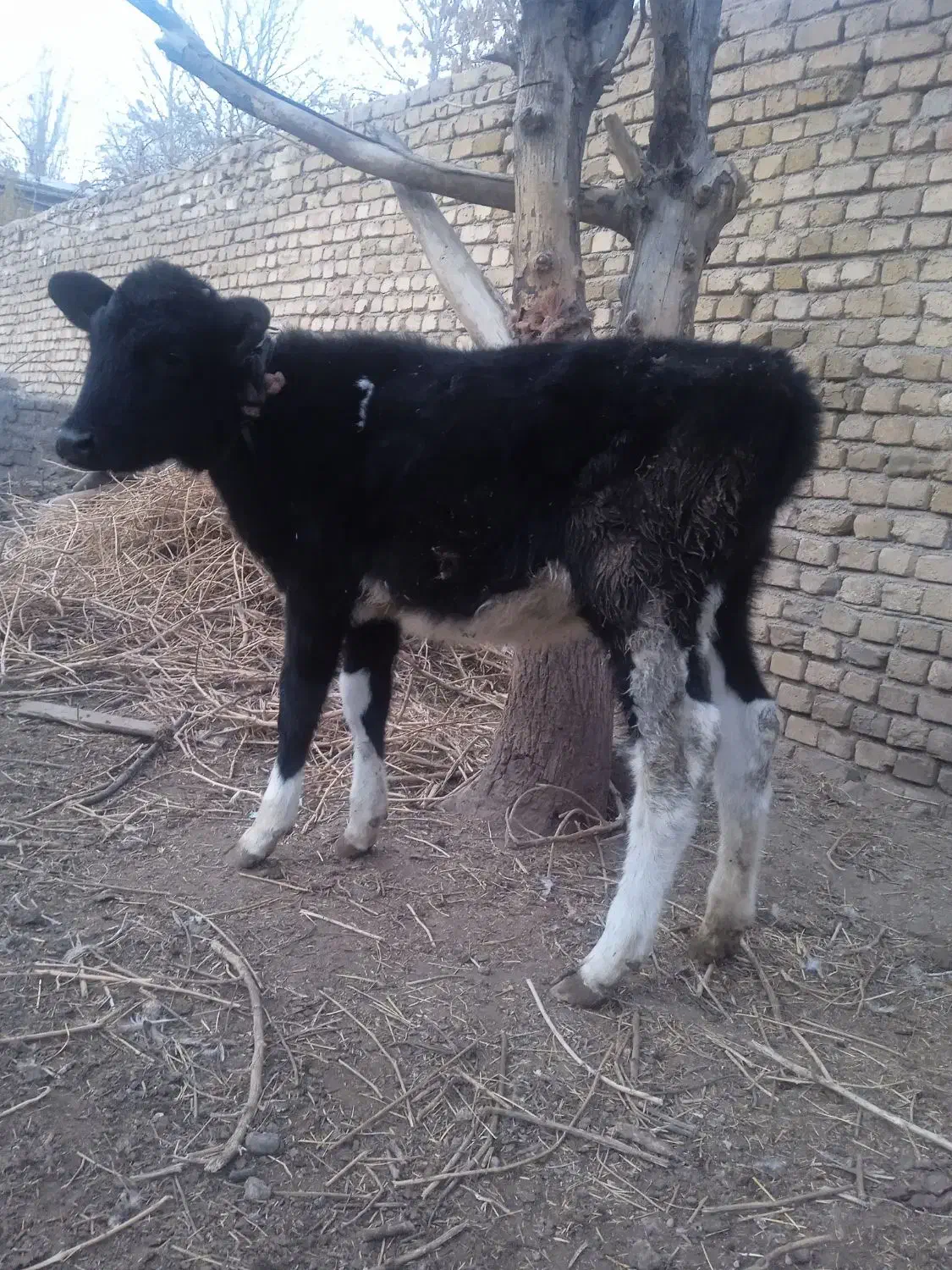 گوساله|حیوانات مزرعه|فردیس, فردیس|دیوار